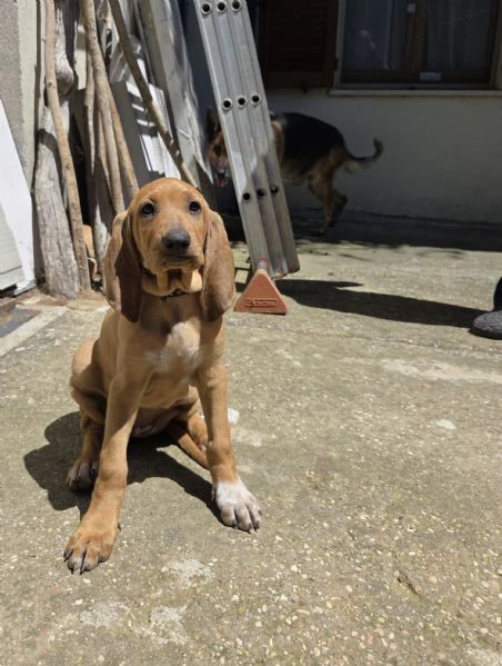 cucciola segugio italiano | Foto 0