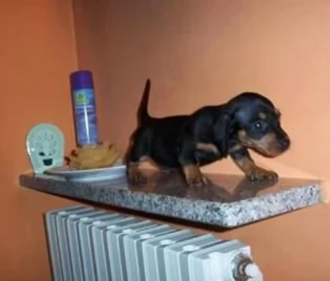 disponibili cuccioli di bassotto nano