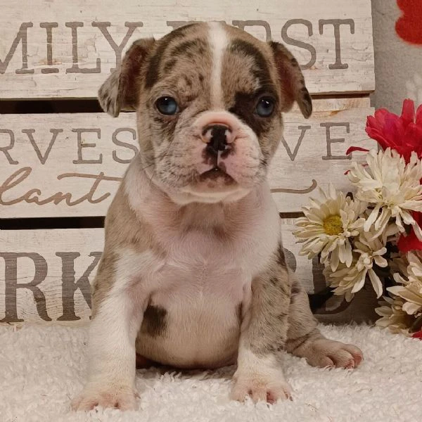 bellissimi cuccioli di bouledogue francese | Foto 0