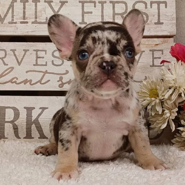 bellissimi cuccioli di bouledogue francese