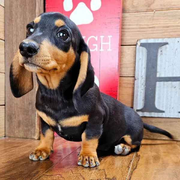 bellissimi cuccioli di bassotto 