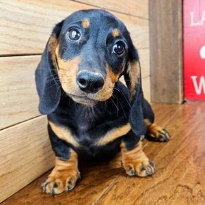 bellissimi cuccioli di bassotto  | Foto 0