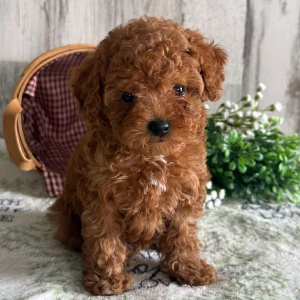 bellissimi cuccioli di barboncino  | Foto 0