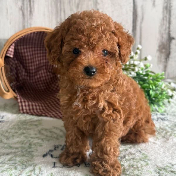 bellissimi cuccioli di barboncino 