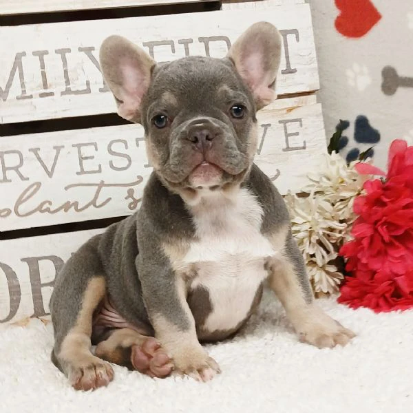 bellissimi cuccioli di bulldog francese