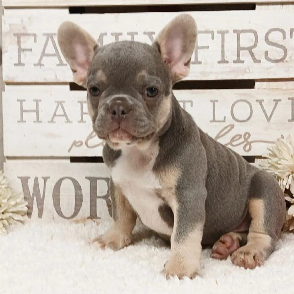bellissimi cuccioli di bulldog francese | Foto 1