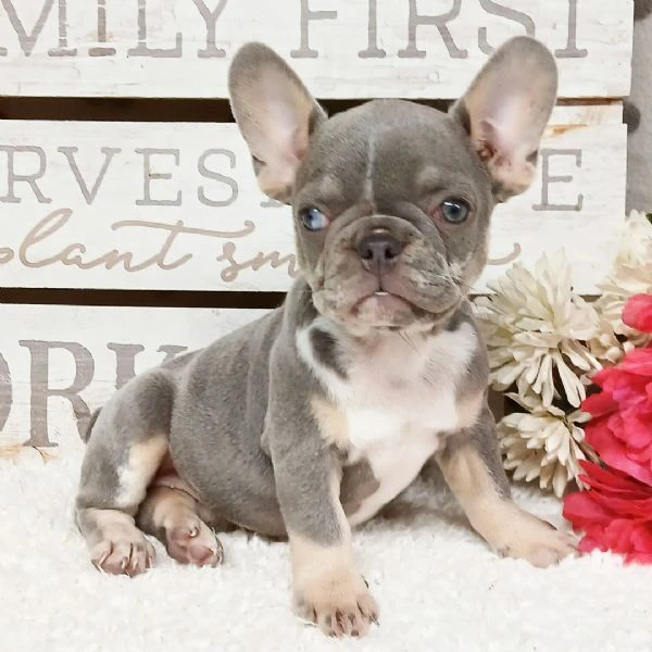 bellissimi cuccioli di bulldog francese | Foto 0