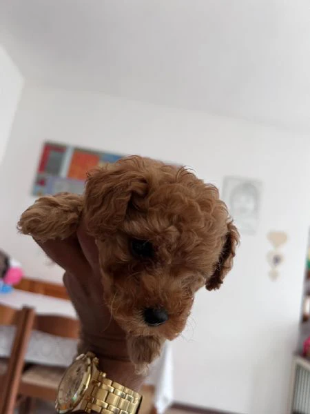 barboncino toy  | Foto 1