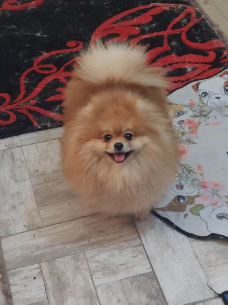 allevamento di pomerania in vendita | Foto 5