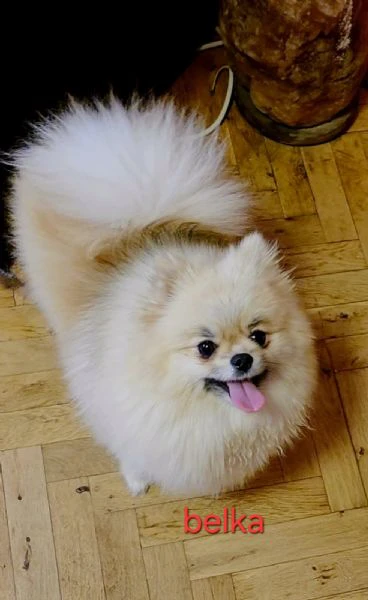 allevamento di pomerania in vendita | Foto 4