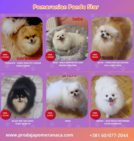 allevamento di pomerania in vendita | Foto 3