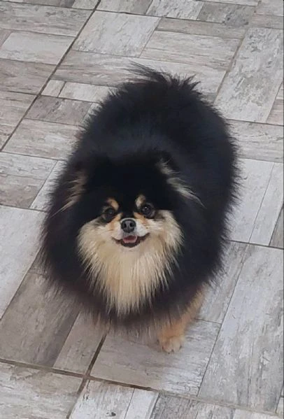 allevamento di pomerania in vendita | Foto 2