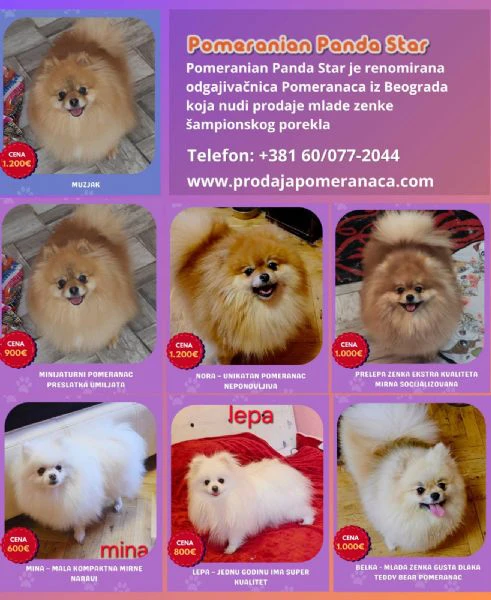 allevamento di pomerania in vendita