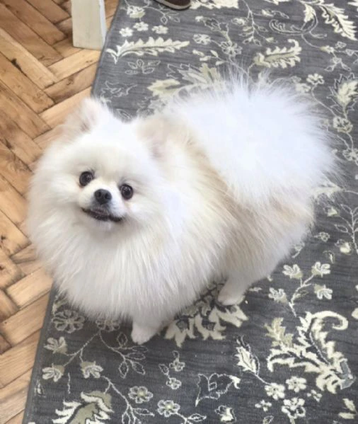 allevamento di pomerania in vendita | Foto 1