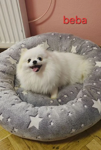 allevamento di pomerania in vendita | Foto 0