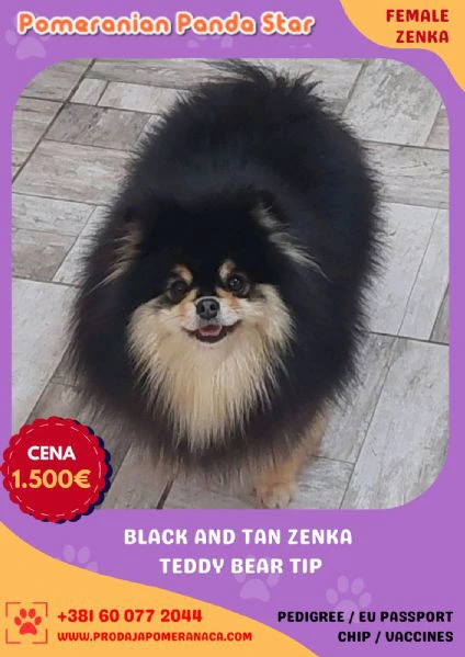 allevamento di pomerania offre giovani femmine in vendita | Foto 1