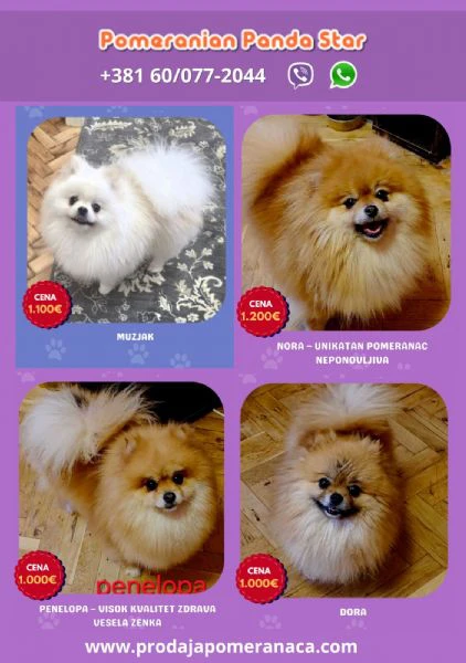 allevamento di pomerania offre giovani femmine in vendita | Foto 0