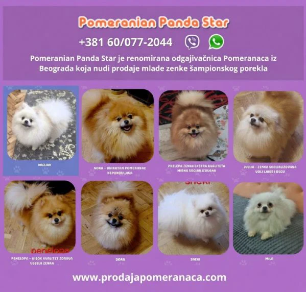 allevamento di pomerania offre giovani femmine in vendita