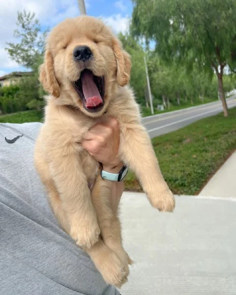golden retriever | Foto 3