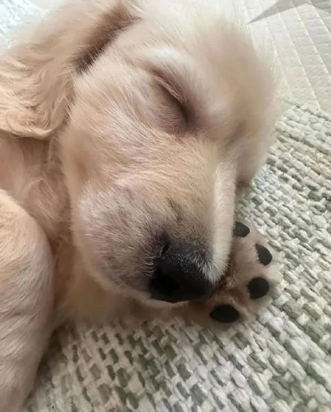 golden retriever | Foto 1