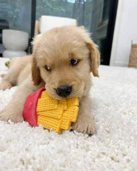 golden retriever | Foto 0