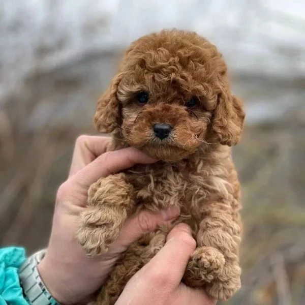 cuccioli di barboncino toy | Foto 1