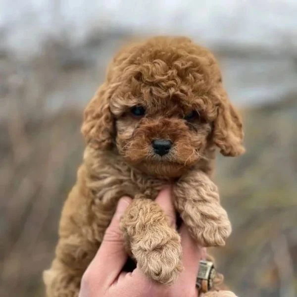 cuccioli di barboncino toy