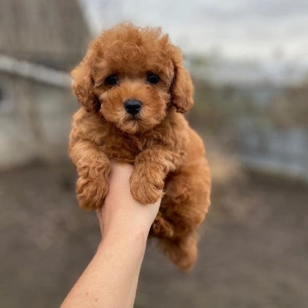 cuccioli di barboncino | Foto 1