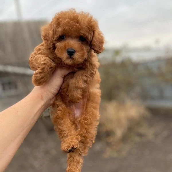 cuccioli di barboncino | Foto 0