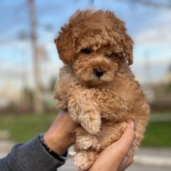 cuccioli di barboncino