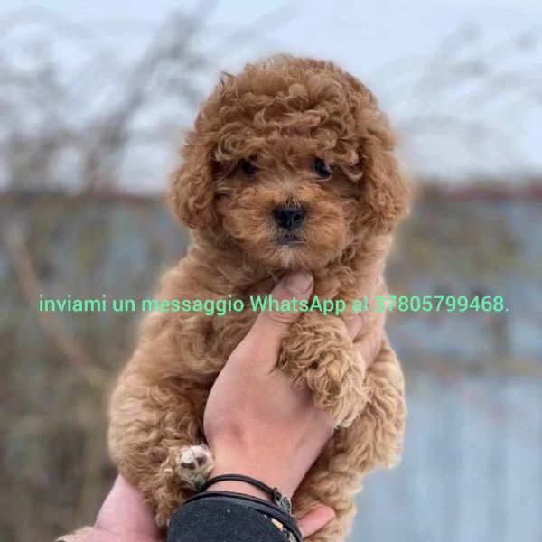 barboncini toy red con pedigree enci