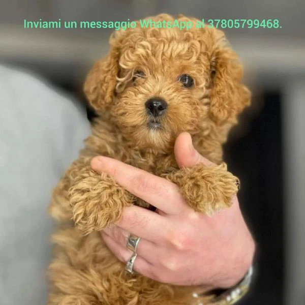 cuccioli di barbone toy e nani | Foto 0
