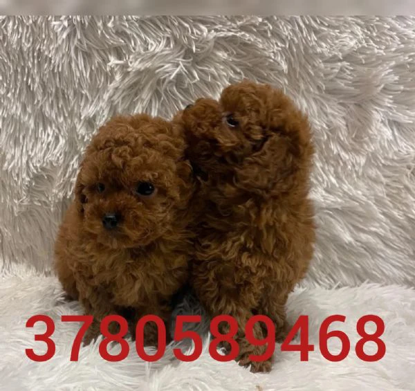 cuccioli di barboncino toy | Foto 0