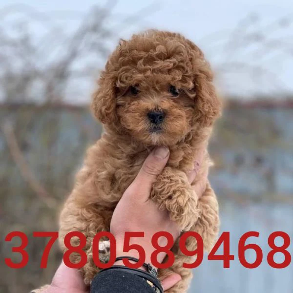 cuccioli di barboncino | Foto 0