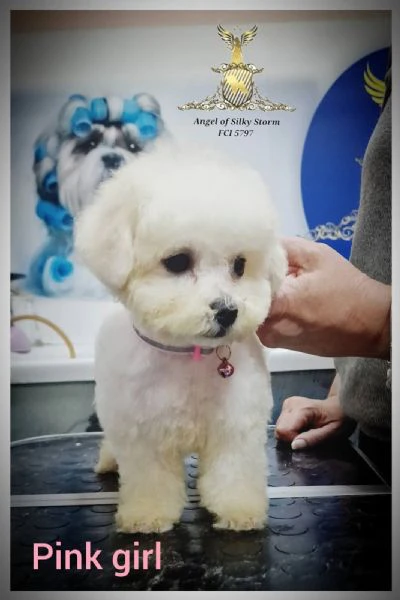 bichon frisé cuccioli