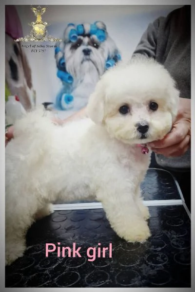 bichon frisé cuccioli | Foto 6