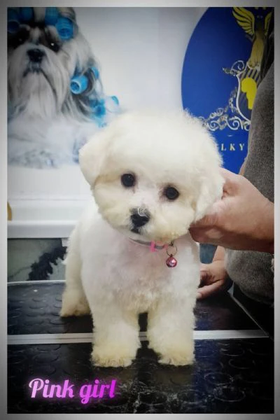 bichon frisé cuccioli | Foto 5