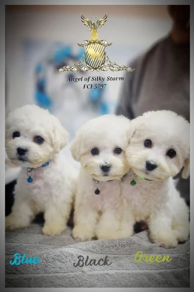 bichon frisé cuccioli | Foto 4