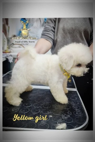 bichon frisé cuccioli | Foto 3