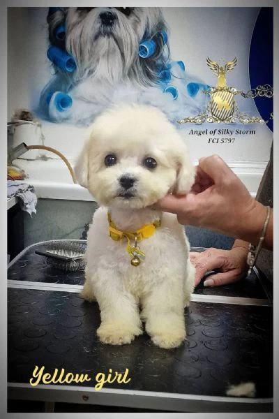 bichon frisé cuccioli | Foto 2