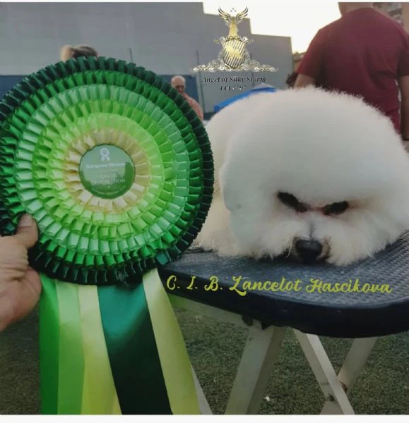 bichon frisé cuccioli | Foto 1