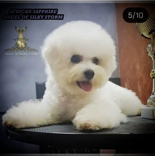 bichon frisé cuccioli | Foto 0