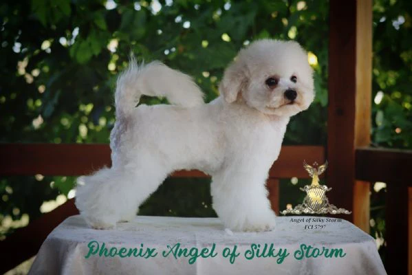 bichon frisé – splendidi cuccioli | Foto 6