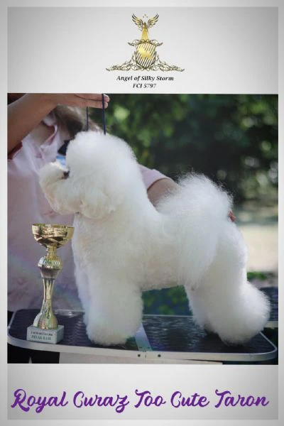 bichon frisé – splendidi cuccioli | Foto 5