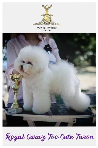 bichon frisé – splendidi cuccioli | Foto 4