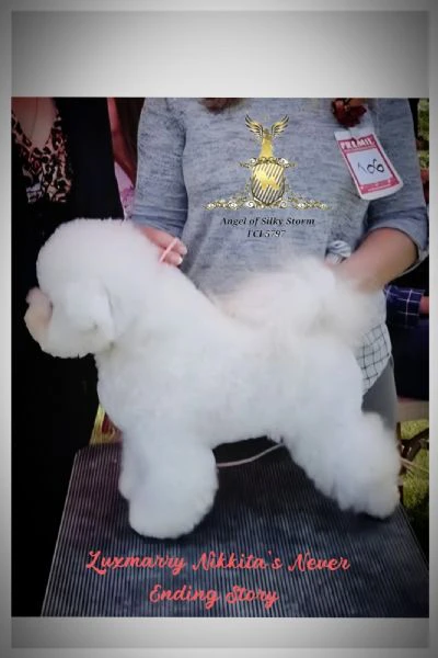 bichon frisé – splendidi cuccioli | Foto 3