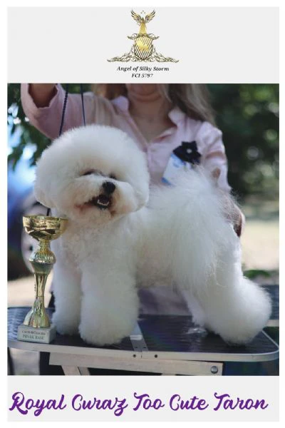 bichon frisé – splendidi cuccioli | Foto 2