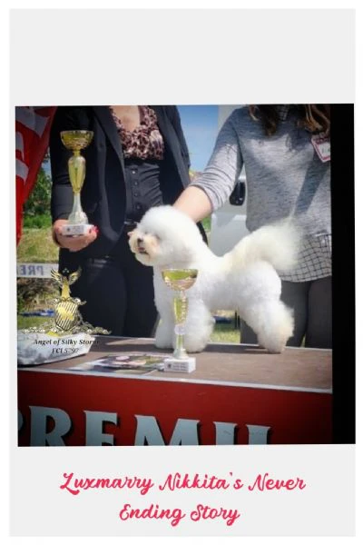 bichon frisé – splendidi cuccioli