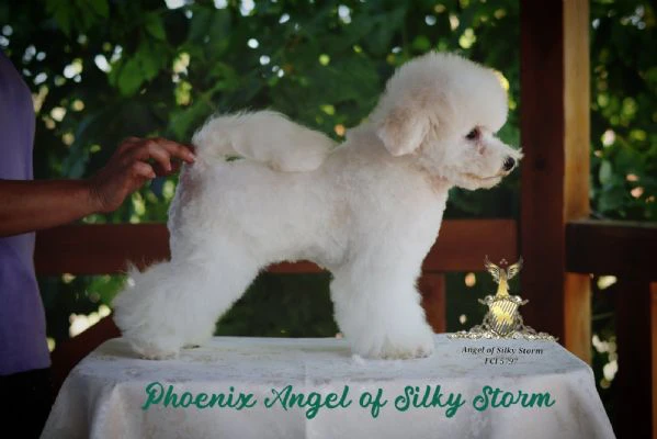 bichon frisé – splendidi cuccioli | Foto 1