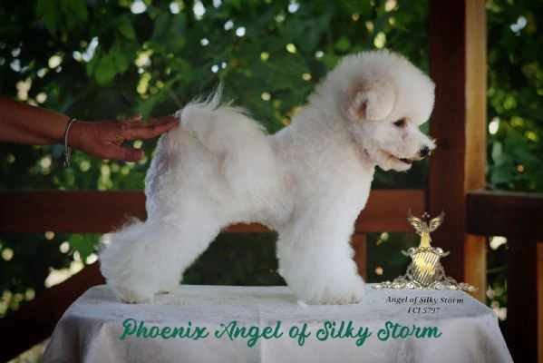 bichon frisé – splendidi cuccioli | Foto 0